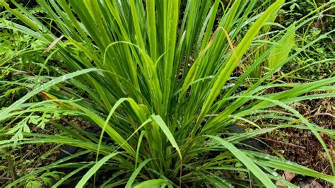 How to Grow lemongrass - Plantinfo