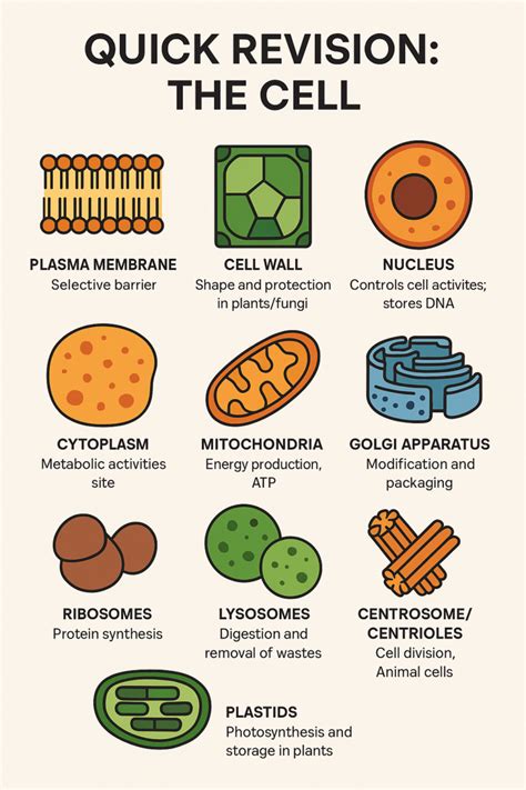 Quick Revision for RRB NTPC & Group D: Eukaryotic Cell and Its Components