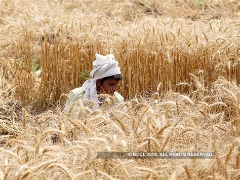 Wheat: NASA-inspired technique boosts wheat production threefold ...
