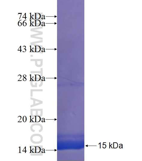 LPPR2 Fusion Protein Ag23046 | Proteintech