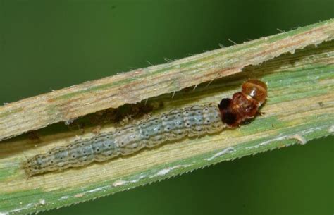 Insect Pests