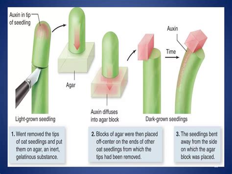 PLANT GROWTH HORMONE | PPTX