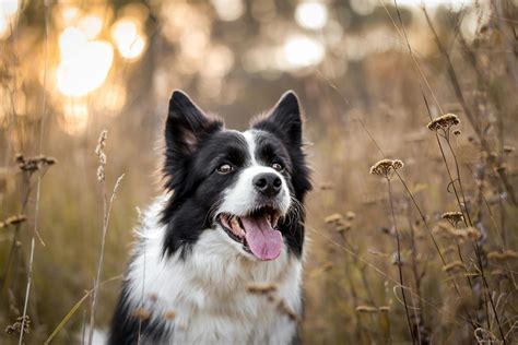 The History and Origin of the Border Collie: A Comprehensive Look ...