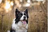 The History and Origin of the Border Collie: A Comprehensive Look ...