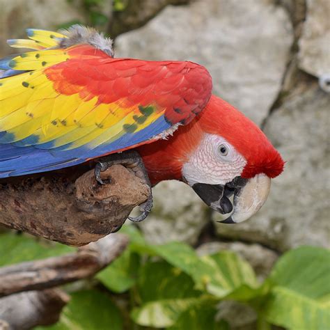 Download wallpaper 2780x2780 parrot, macaw, bird, colorful ipad air ...
