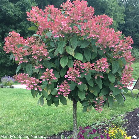 Quick Fire Hydrangea Tree | Hydrangea paniculata 'Bulk' - Mandy Spring ...