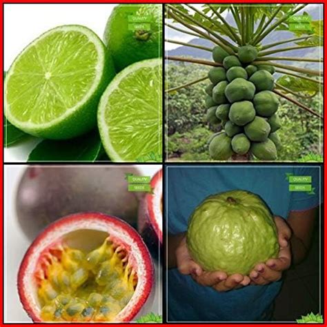 Creative Farmer Garden Flower Seeds All Season Combo Fruit : Lemon ...