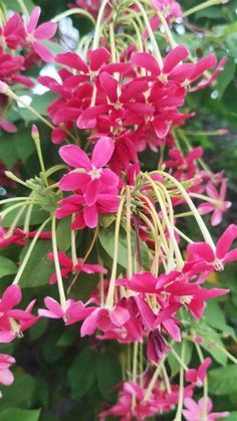 MAITRA AND SONS Madhumalti/Rangoon Creeper Price in India - Buy MAITRA ...