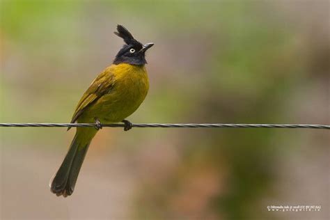 BEST Places to Visit in Jorethang - UPDATED 2022 (with Photos & Reviews ...