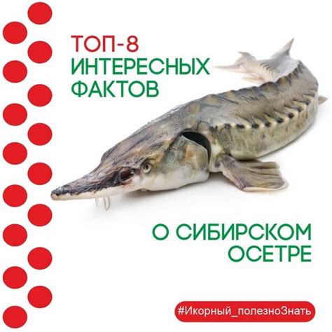 Удивительный осетр: ТОП-8 интересных фактов о нем | Икорный | Дзен
