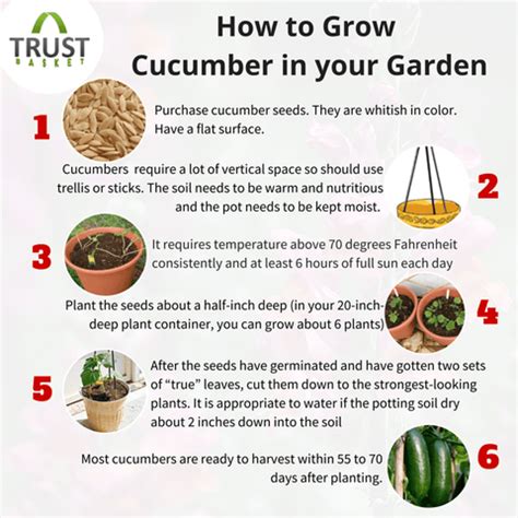 Quick Tips For Growing Cucumbers in Your Garden – TrustBasket