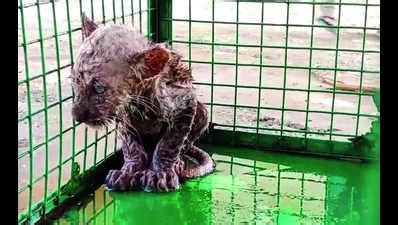 Leopard Cub: Leopard cub rescued from borewell after 2 days | Ghaziabad ...