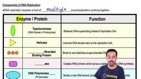 Image result for BioRap DNA Replication