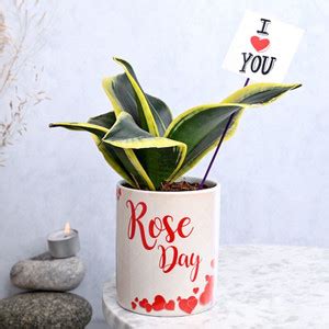 Floweraura Sansevieria Cylindrica Plant Price in India - Buy Floweraura ...