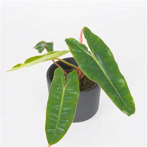 philodendron Billietiae – Plant Store®