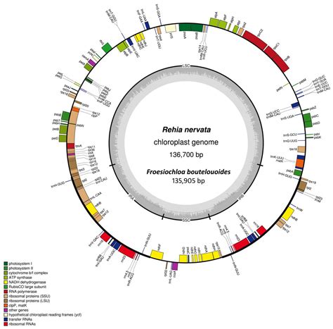 Whole-Genome Comparison Reveals Divergent IR Borders and Mutation ...