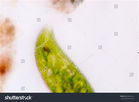 Euglena Under Microscope Stock Photo 489566191 | Shutterstock