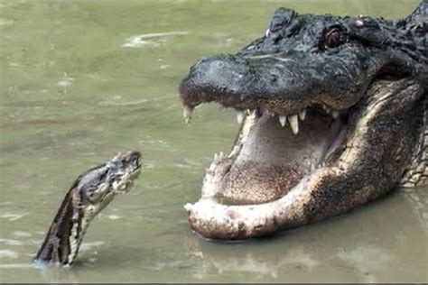 Everglades Python vs Alligator 的图像结果