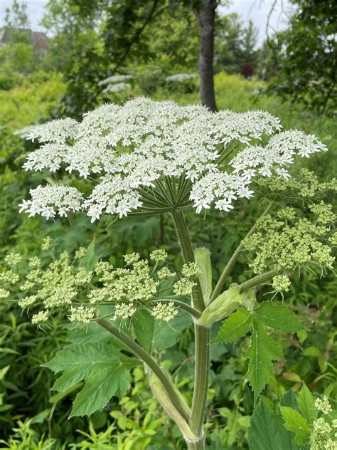 Cow parsnip: Important Native or Nemesis? | Natural Areas Notebook