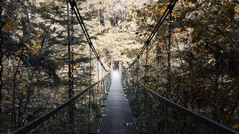 Download wallpaper 1920x1080 cable bridge, bridge, forest, trees ...