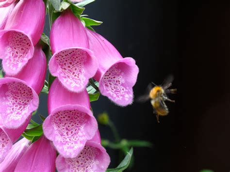 Bing Search IPA Key 的图像结果