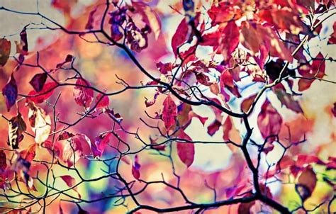 Wallpaper leaves, macro, Priroda for mobile and desktop, section ...