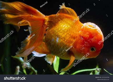 Largest Oranda