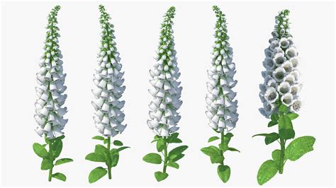 Digitalis Foxglove Alba White 3D model | 3D Molier International