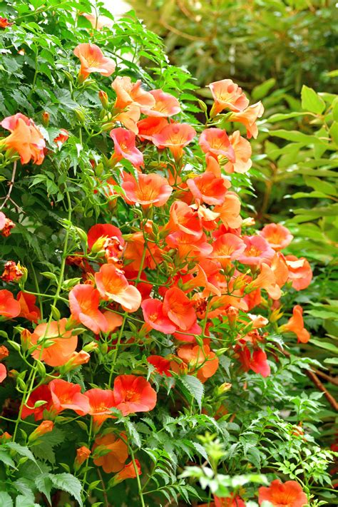 Small Flowering Vine Plants