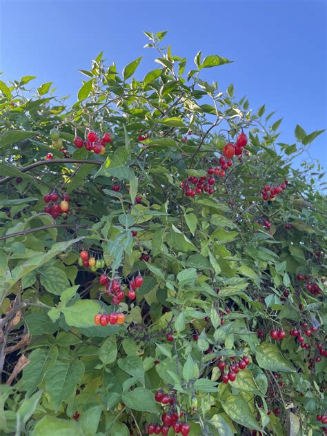 What kind of berries are these? (And are they safe to eat?) : r/fruit - are they safe to eat
