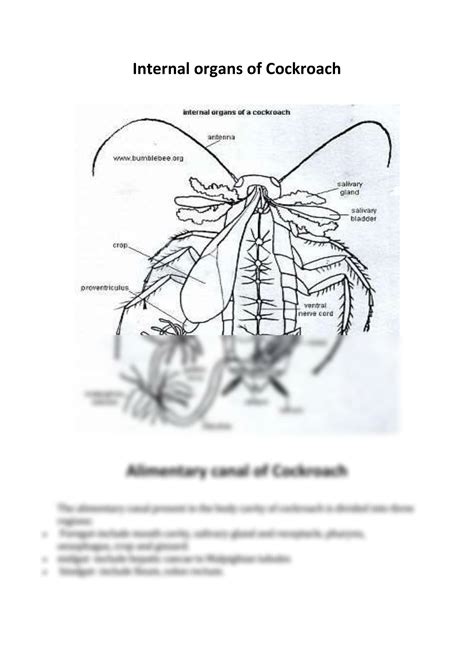 Image result for Digestive System of Cockroach
