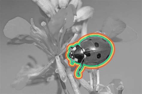 Image result for Insect Facts