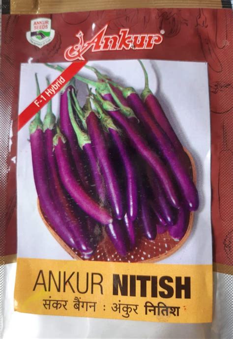 Madhuri Ankur Nitish Brinjal Vegetable Seeds : Amazon.in: Garden & Outdoors