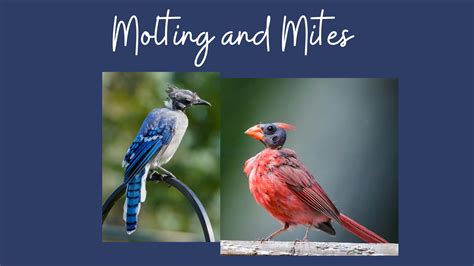 Wild Bird Molting and Mites - Discover Wild Birds, Find Joy!