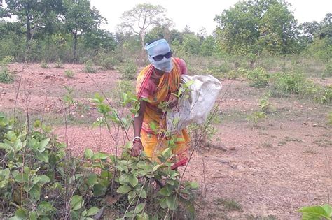 Climate change is playing spoilsport in kendu leaf collection across ...