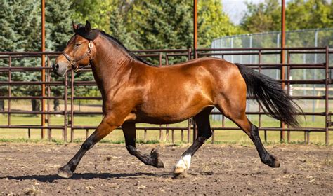 Welsh Pony and Cob Breed Guide: Height, Diet, Characteristics - A-Z Animals
