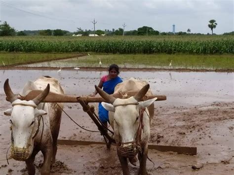 Telangana : Sub-registrar Taslima turns daily coolie on her holidays