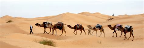 突尼斯, 沙漠, 商队, 沙子, 撒哈拉沙漠, 贝都因人, 骆驼高清大图，无版权商业图片免费下载