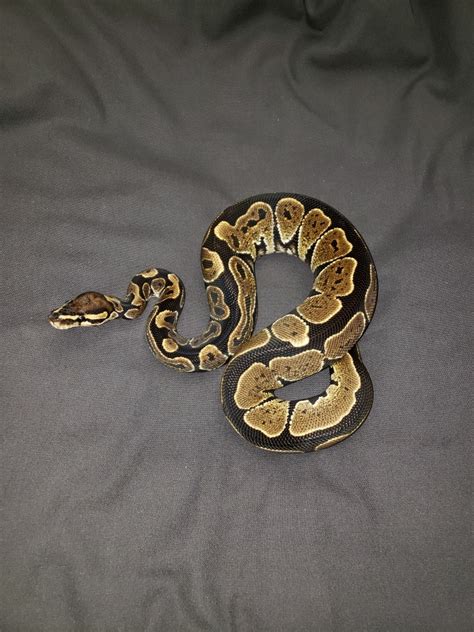 Image result for Lace Ball Python