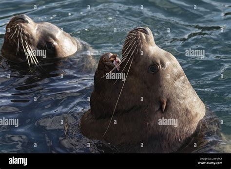 Sea Lion 的图像结果