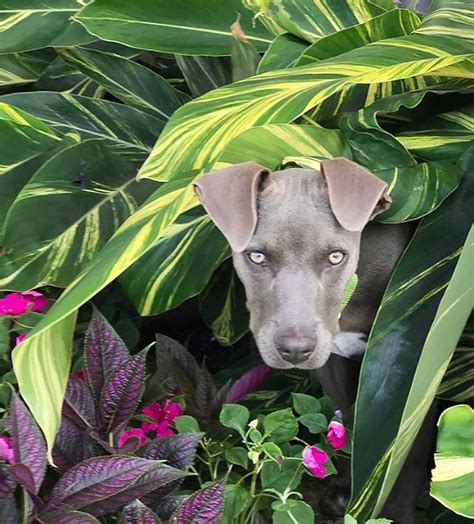 Blue Lacy Dog Breed Information and Characteristics