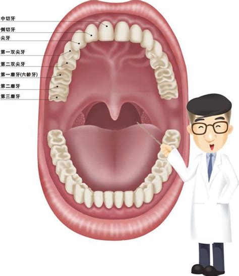 综合病理水晶牙列模型(32颗牙)_上海柏州科教设备有限公司