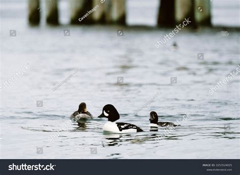 21,561 Duck S Images, Stock Photos & Vectors | Shutterstock