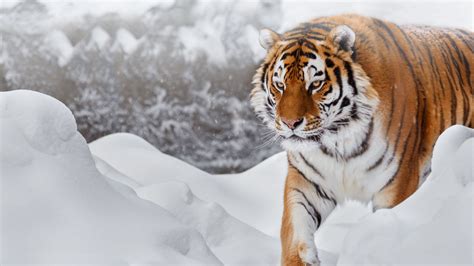 Snow Tiger Hd