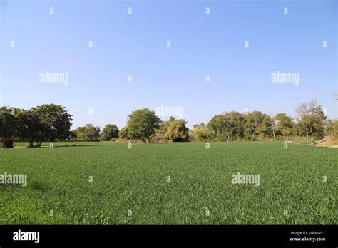 Field 的图像结果