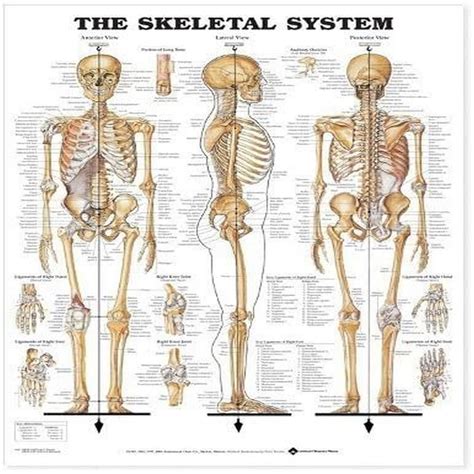 Buy The Skeletal System Anatomical Chart Online at desertcartINDIA