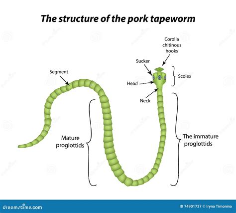 The Structure of the Pork Tapeworm. Vector Illustration on Isolated Background Stock Vector ...