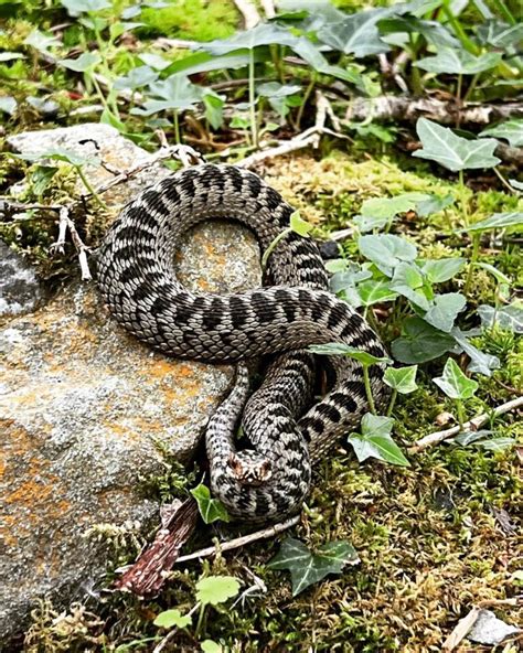 Image result for Snake Catching Adders
