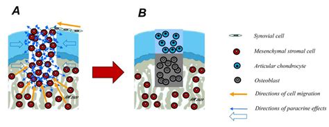 Scaffold-Mediated Gene Delivery for Osteochondral Repair