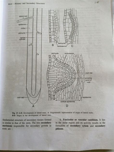 Botany 的图像结果